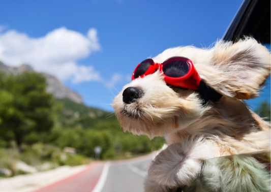 Canicule : le goudron brûlant, un danger pour les coussinets du chien