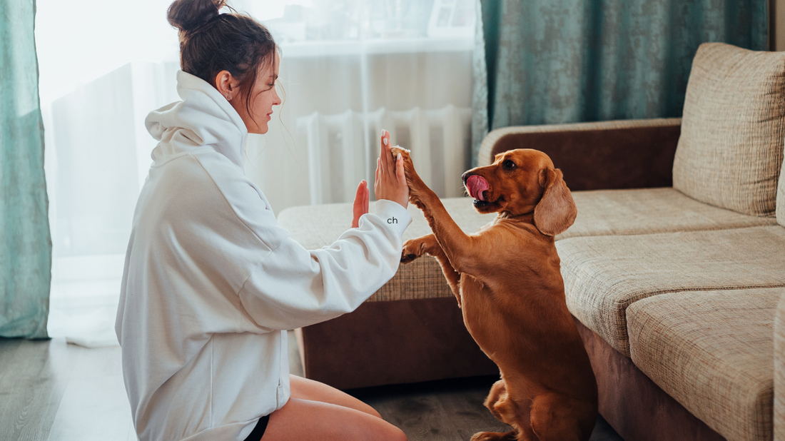 🐾 Les 5 erreurs à éviter quand on éduque son chien
