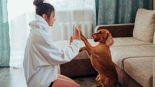 🐾 Les 5 erreurs à éviter quand on éduque son chien